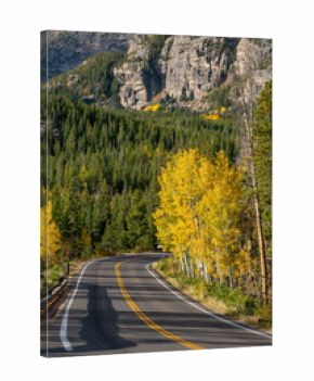 Scenic road with autumn scenery of yellow aspen trees and green pine forest on the hill at Rocky Mountain National Park. Beautiful fall foliage landscape in Colorado, USA.