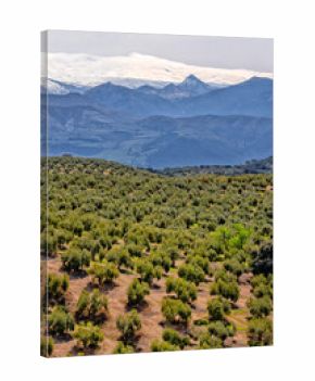 Olive trees in agricultural fields. Agricultural industry. Farms in productive fields. Spain, ecotourism and agrotourism