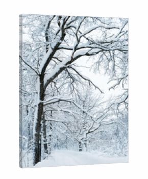beautiful winter landscape. Frozen snowy trees in forest, abstract winter nature background. cold frosty weather season. 