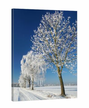 hoarfrost in winter, winter landscape