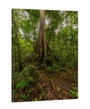 A towering kapok tree in the Amazon rainforest, surrounded by dense greenery and smaller plant species