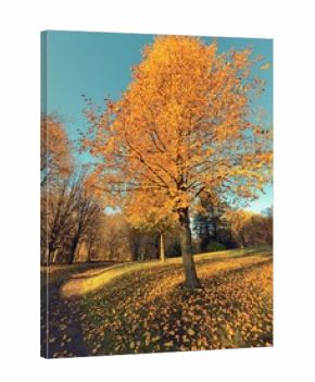 Promenade automnale dans un parc avec des arbres colorés et des feuilles mortes. L'automne au parc. Magnifique paysage automnal.
