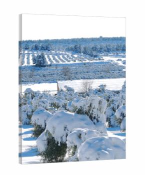 Winter landscape with snow covered olive trees. Les Garrigues, Catalonia, January 2010.