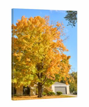 Beautiful tall tree turning vivid colors in my front yard in fall near Minneapolis Minnesota