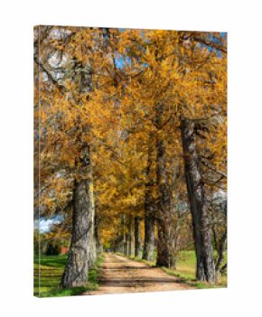 a charming alley of trees in autumn, gold leaves cover the trees and the ground, sunny autumn day