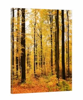 A path winds through the golden and colorful autumn forest where the sun illuminates the trees and fallen leaves