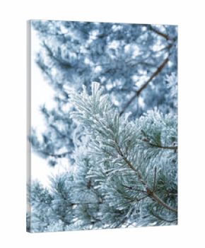 beautiful winter forest landscape. Frozen snowy covered pine tree branch close up, abstract nature background. cold frosty weather season. New Year, Christmas holidays atmosphere