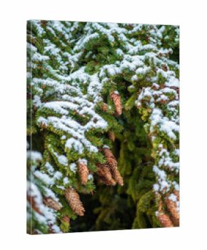 Pine branches adorned with snow and pine cones create a serene winter scene filled with peace