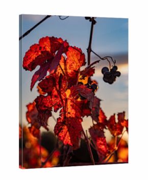 Vineyards photographed at dawn in autumn