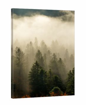 Beautiful mountain landscape in fall with colorful trees and white fog , aerial view . Misty forest