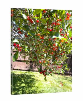 Cherry Tree Branches in Sunny Backyard
