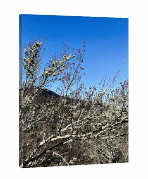 Lichened branches of a bare tree against a clear blue sky in North Carolina morning light