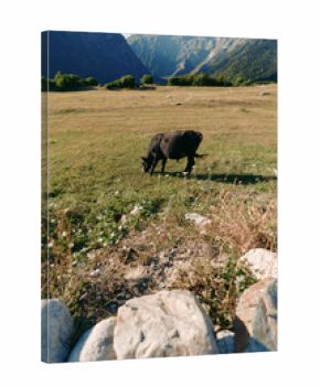 Sheep grazing meadow mountains valley rocks in a sunlit pasture, black sheep feeding on wild grass near alpine slopes under clear sky for peaceful rural landscape and nature scene.
