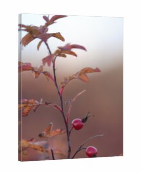 Rosehip autumn harvest of red berries on thorny bushes, a natural vitamin