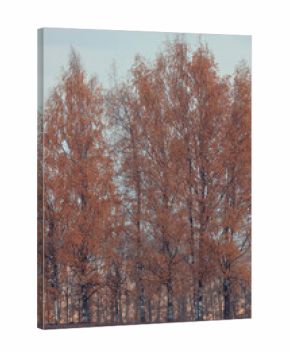 Autumn park background landscape, trees in warm tones, nature photography