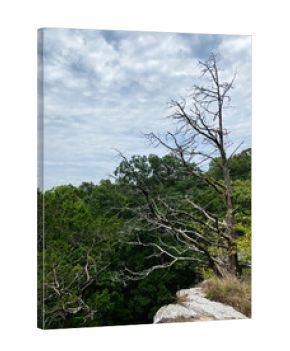 Desolate dead tree on cliff edge overlooking lush forest in Devil’s Standtable Nature Trail Illinois