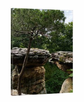 Tree Grows Devil’s Standtable Nature Trail Between Dramatic Rock Ledge in a Forested Canyon in Southern Illinois, USA
