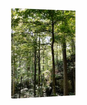 Tranquil forest canopy in Southern Illinois with sunlight through green leaves and tall trees