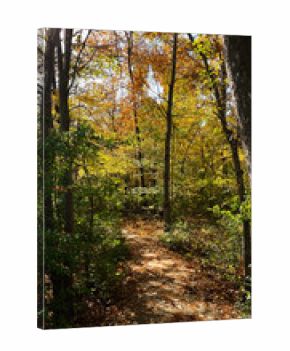 Fall forest path in Southern Illinois, USA with sunlit leaves and a quiet dirt trail
