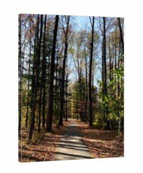 Autumn forest path in Southern Illinois with tall trees and dappled sunlight along a tranquil trail
