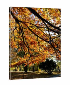 Autumn canopy in a Southern Illinois park with orange leaves, sunlit path, and tranquil mood