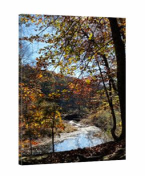 Autumn forest by a stream in Southern Illinois with colorful fall leaves