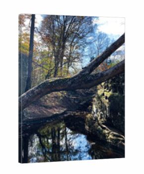 Fallen tree arches over a calm river in autumn forest in Southern Illinois, USA