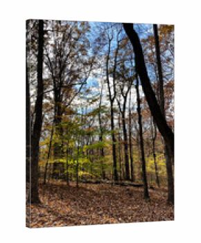 Autumn forest in Southern Illinois with tall trees and colorful fallen leaves under a blue sky