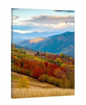 mountain landscape of ukraine countryside on autumn morning. beautiful view of carpathian range with dappled light on forested slopes in colorful foliage. picturesque place with rolling hills