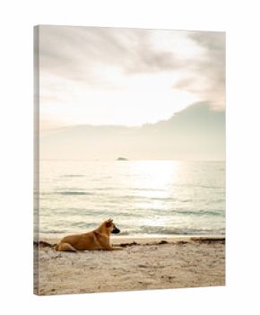 Puppy stray dog on beach sea coast at sunset. Soft light