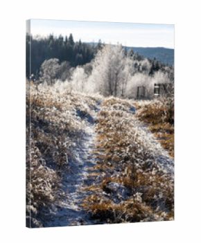 winter landscape with frozen trees with hoarfrost