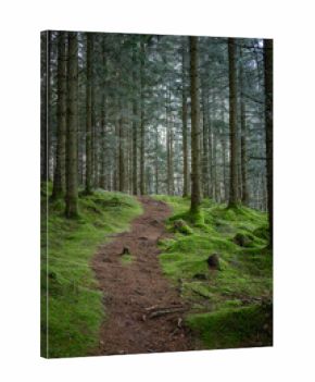 A forest path winds up a gentle slope covered in lush, green moss. Tall, slender conifers with dark trunks. The atmosphere is peaceful. Swedish nature landscape..