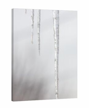 A long icicle hanging from a tree