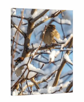Two birds are sitting on a tree branch covered in snow
