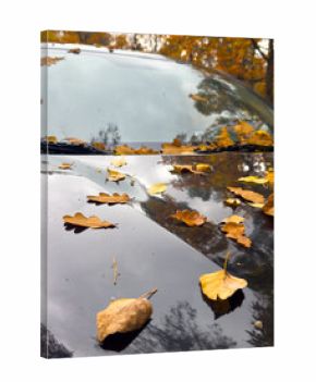 A car has leaves on the hood