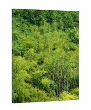 Bamboo forest background in Danxia Mountains (Danxiashan) in Shaoguan, Guangdong Province, China.