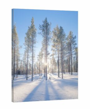 Winter landscape in the forest. Trees covered with snow. Sun rays through the trees. Winter wonderland. Scandinavian countries. Landscape in winter time. Background, wallpaper, postcard.