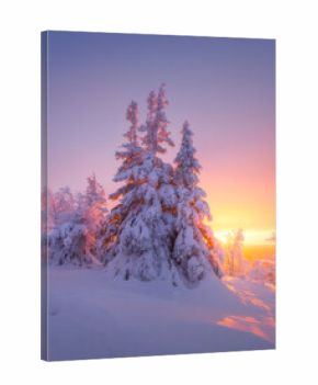 Nature in the north. Snowdrifts with fluffy snow. Winter wonderland. Trees covered with snow. Winter landscape during bright sunrise. Natural landscape. Background, wallpaper, postcards.