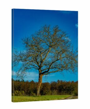 Kahler Obstbaum im Winter