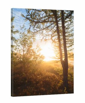 Early morning in the northern forest, the sun shining through the trunks and branches of a larch tree. The sun is in the sky. The sky is blue. The scene is joyful and calm.