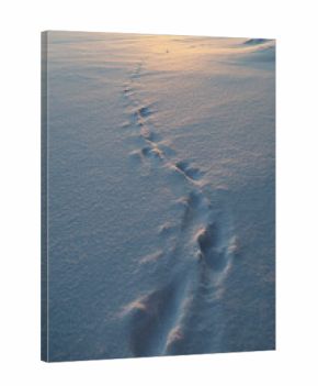 View of footsteps on a frozen and snowy lake in Finland at dusk. Beautiful natural and tranquil winter landscape with beautiful and soft light.