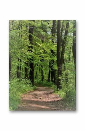 path in the forest