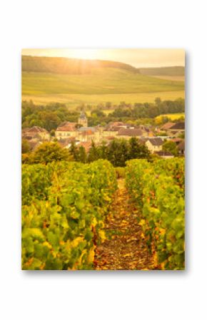 Sunny vineyards and village in the Champagne region