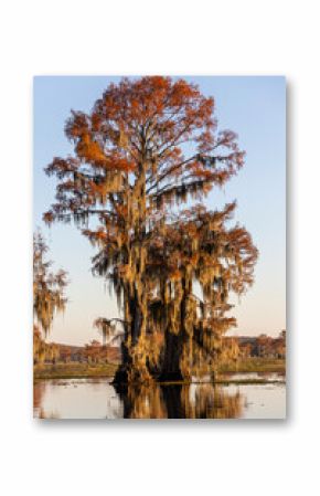 Ball cyrpress trees  on Caddo Lake, Texas