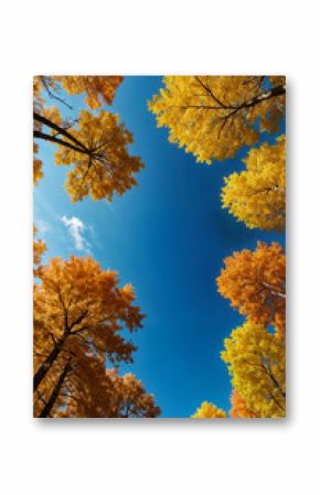 View from below of tops of autumn trees in forest at blue sky, seasonal nature scenery. Fall scene of trees in wood at sunlight, colorful foliage. Autumn season backgrounds concept. Copy ad text space