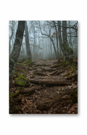 Fall Autumn forest woods with path. Fantasy autumn forest with path way through dense trees. Concept landscape for mysterious background