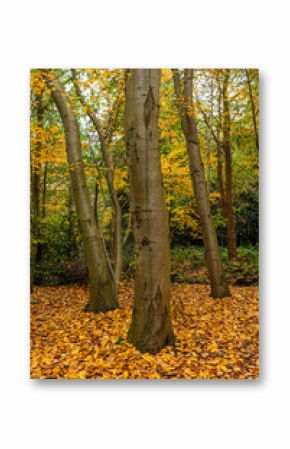 Autumn trees with orange, yellow and green leaves on the floor, Koekelare Forest, Bruges region, Belgium.