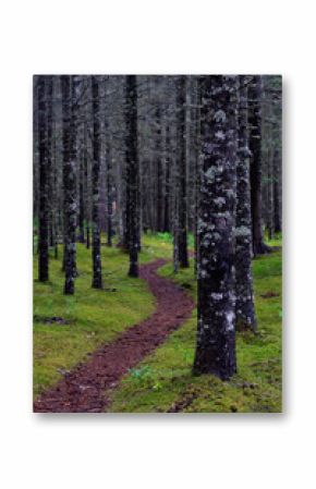 Magical Mossy Forest, Lake Clark National Park & Preserve, Alaska 