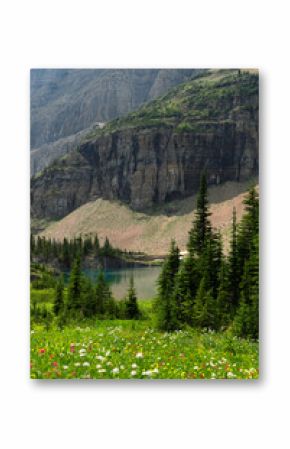 Meadow, Glacier National Park, Montana