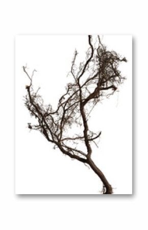 Bare branch without leaves or root on isolated background. Dry tree in winter or during drought.